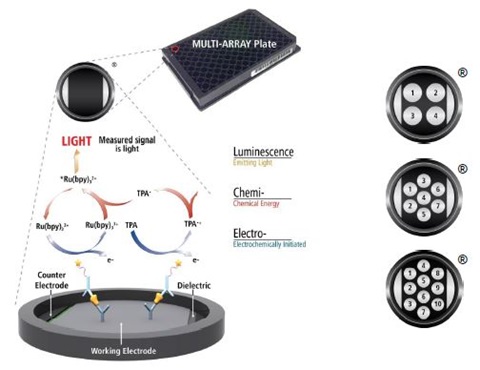 Electrochemiluminescence Technology